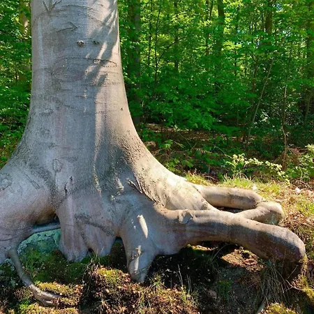 Haus Astenblick In Mit Gastraum Wanderveranstaltungen Und Familienfeiern * Винтерберг