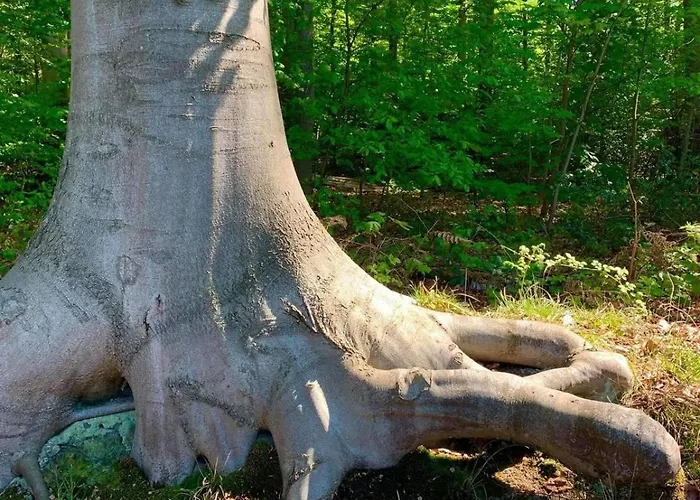 Haus Astenblick In Mit Gastraum Wanderveranstaltungen Und Familienfeiern * Winterberg
