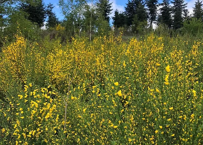 Дом отдыха Haus Astenblick In Mit Gastraum Wanderveranstaltungen Und Familienfeiern